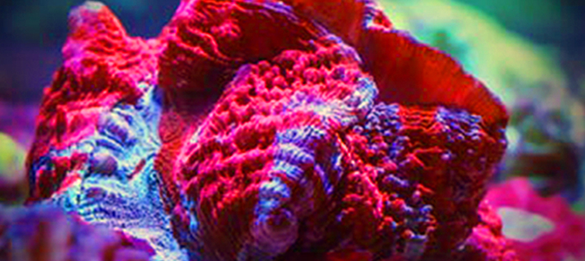 reefstock-header2