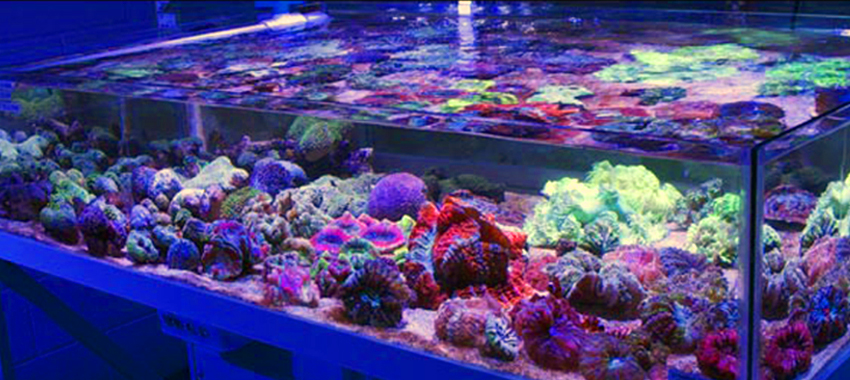 reefstock-header4