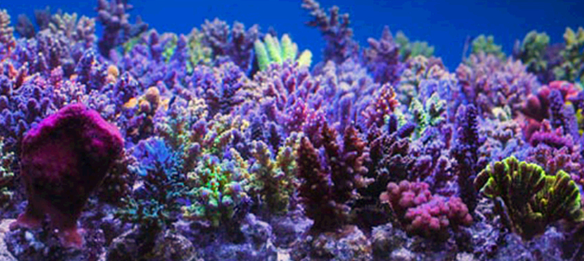 reefstock-header5