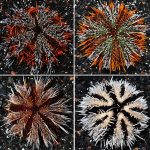 Pincushion urchin