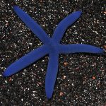 lg_78699_Blue_Linckia_Sea_Star