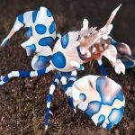 Harlequin-Shrimp