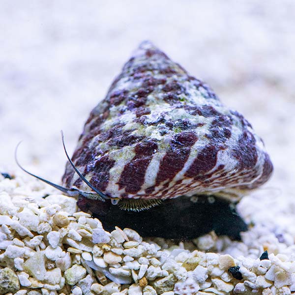 banded tronchus snails main