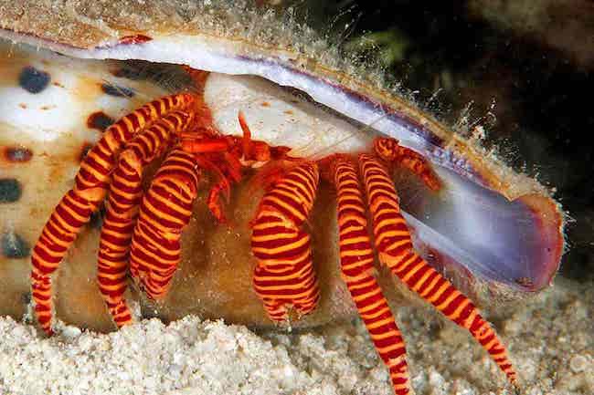 Halloween-hermit-crabs-Ciliopagurus