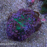 Fiji Bobble Mushroom Leaf - Image 1