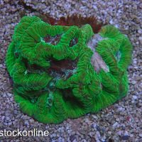 Pink Valley Maze Coral Frag - Image 1