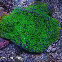 Pokerstars Montipora