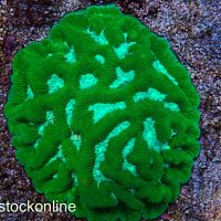 Neon Maze Coral