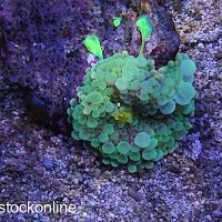 Multi Colour Mushroom Leaf - Image 1