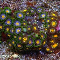 Multi Mix Zoa Frag - Image 1