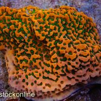Burning Sun Palawensis Montipora