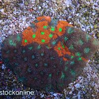 Bright War Coral Frag