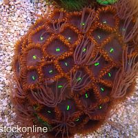 Purple People Eater Paly