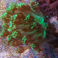 Neon Long Polyp Goniopora - Image 1