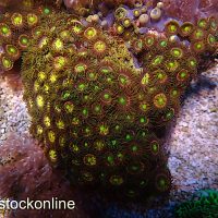 Pink Passion Zoa Rock XL