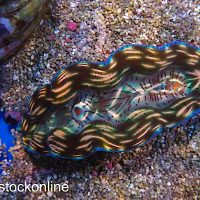 Cultured Deresa Clam (small)