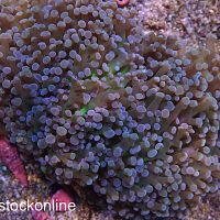 Tri Colour Frogspawn