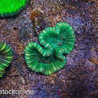 Green Mix Trachyphyilla - Image 1