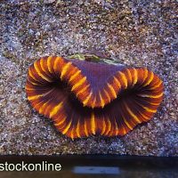 Ultra Red Wild Trachy - Image 1