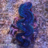 Ultra Cultured Crocea Clam