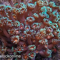 Blue Pink Eye Goniopora