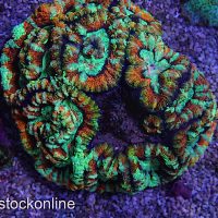 Ultra Symphyllia Wilsonii - Image 1