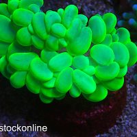 Neon True Bubble Coral