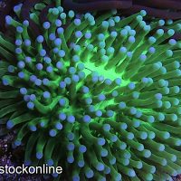 Multi Colour Helliofungia - Image 1