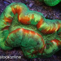 Grade A Aussie Trachyphyllia Large