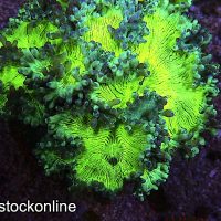 Ultra Yellow Catalaphyllia