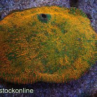 Ultra Indo Chalice Coral