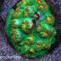 Yellow Eyed Monster Mycedium - Image 1