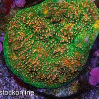 Quasar Indo Mycedium Coral