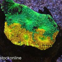 Tri Colour Acan Echinata Frag