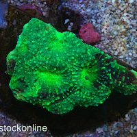 Acanthastrea Echinata Multi Mix