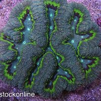 Multi Colour Pastel Symphyllia