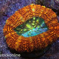 AAA Multi Colour Cultured Symphyllia - Image 1