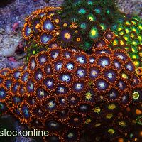Multi Mix Zoa Rock