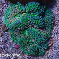 Multi Colour Green Ricordea