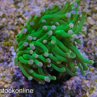 Big Head Pink Tip Torch