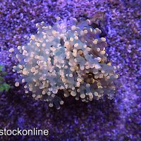 Bright Pink Frogspawn