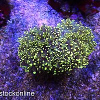 Twin Headed Yellow Frogspawn