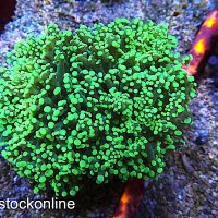 Large Green Frogspawn Coral