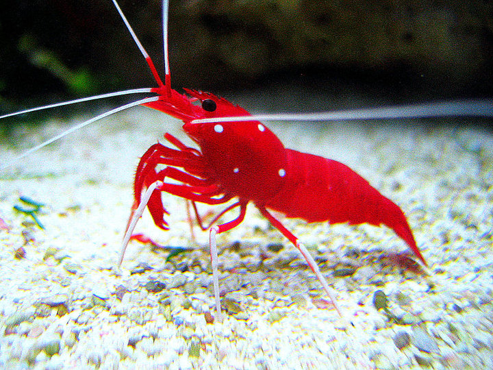 Fire Shrimp debelius) – Reefstock Online