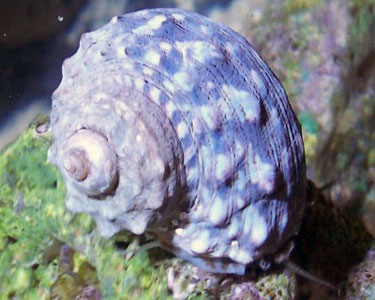 Mexican Turbo Snail – Reefstock Online
